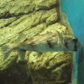Chilomycterus reticulatus žvejyba