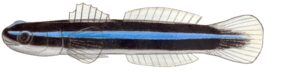 Elacatinus oceanops žvejyba