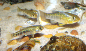 Cyprinodon rubrofluviatilis žvejyba