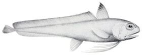 Euclichthys polynemus žvejyba
