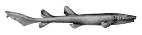 Pseudoginglymostoma brevicaudatum žvejyba