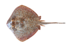 Neotrygon ningalooensis žvejyba