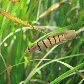Pterogobius elapoides žvejyba