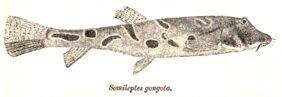 Canthophrys gongota žvejyba