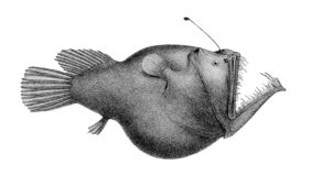 Melanocetus murrayi žvejyba