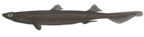 Centroscyllium granulatum žvejyba