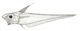 Coelorinchus oliverianus žvejyba