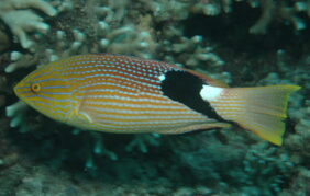 Bodianus loxozonus žvejyba