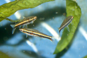 Nannostomus minimus žvejyba
