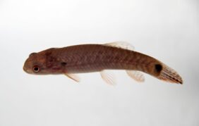 Erythrinus erythrinus žvejyba