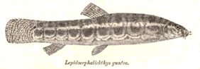 Lepidocephalichthys guntea žvejyba