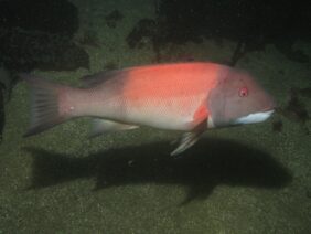 Semicossyphus pulcher žvejyba