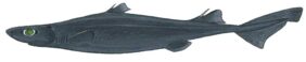 Etmopterus princeps žvejyba