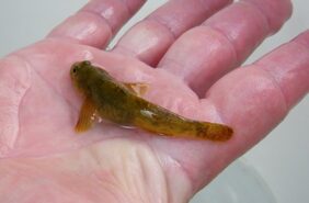 Padogobius nigricans žvejyba