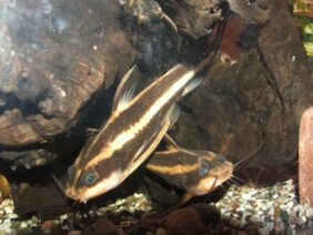Platydoras costatus žvejyba
