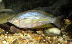 Melanotaenia splendida splendida žvejyba