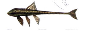 Loricaria cataphracta žvejyba