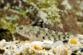 Redigobius bikolanus žvejyba