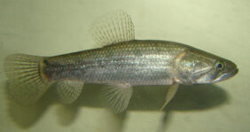 Hoplias malabaricus žvejyba