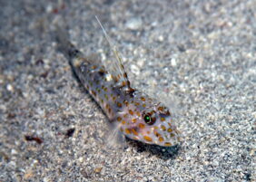 Ctenogobiops tangaroai žvejyba