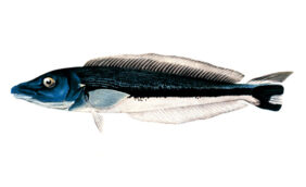 Malacanthus latovittatus žvejyba