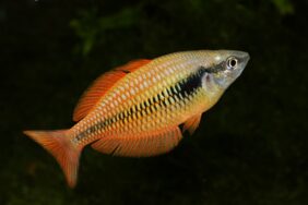 Melanotaenia parva žvejyba