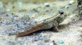 Periophthalmus novemradiatus žvejyba