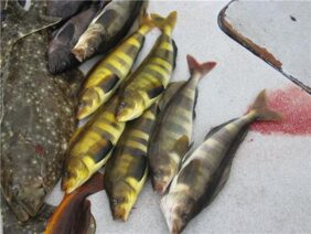 Pleurogrammus monopterygius žvejyba