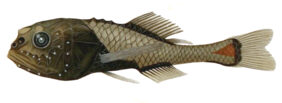 Poromitra crassiceps žvejyba