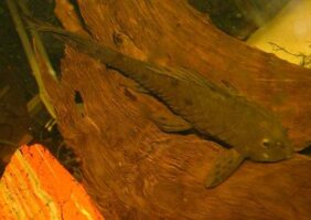 Pseudorinelepis genibarbis žvejyba