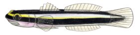Elacatinus genie žvejyba