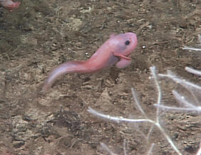 Careproctus ovigerus žvejyba