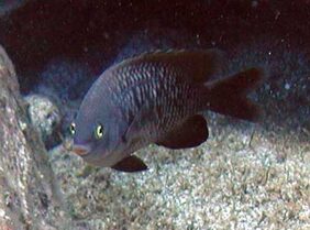 Stegastes fasciolatus žvejyba