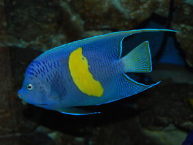Pomacanthus maculosus žvejyba