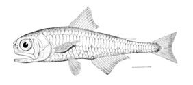 Myctophum asperum žvejyba