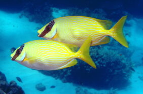 Siganus puellus žvejyba