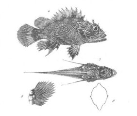Parascorpaena picta žvejyba