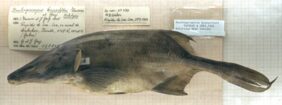 Boulengeromyrus knoepffleri žvejyba