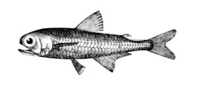 Myctophum affine žvejyba