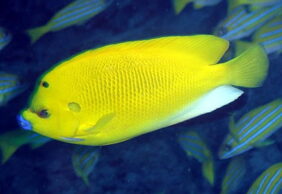Apolemichthys trimaculatus žvejyba