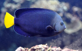 Chaetodontoplus caeruleopunctatus žvejyba