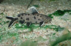 Synodontis petricola žvejyba