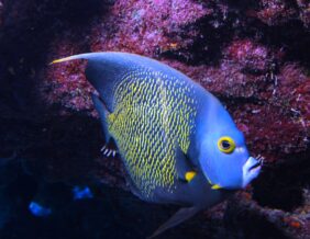 Pomacanthus paru žvejyba