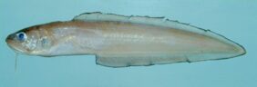 Lepophidium brevibarbe žvejyba
