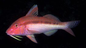 Upeneichthys lineatus žvejyba