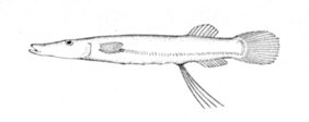 Dolichopteryx longipes žvejyba