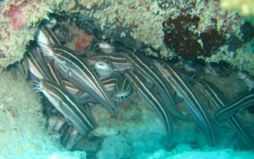 Plotosus lineatus žvejyba