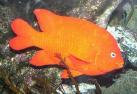 Hypsypops rubicundus žvejyba
