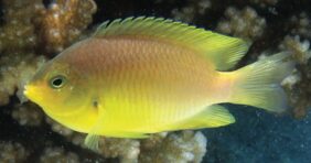 Pomacentrus amboinensis žvejyba