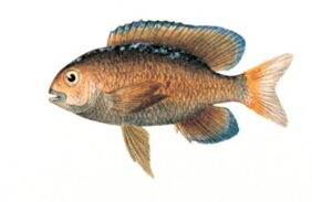 Stegastes fuscus žvejyba